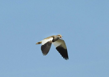 Grey-headed Lapwing Kisomisaki Reclaimed land Sat, 5/11/2024