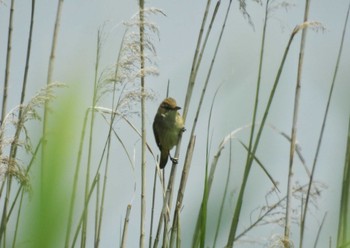 Oriental Reed Warbler 愛知県愛西市立田町 Sat, 5/11/2024