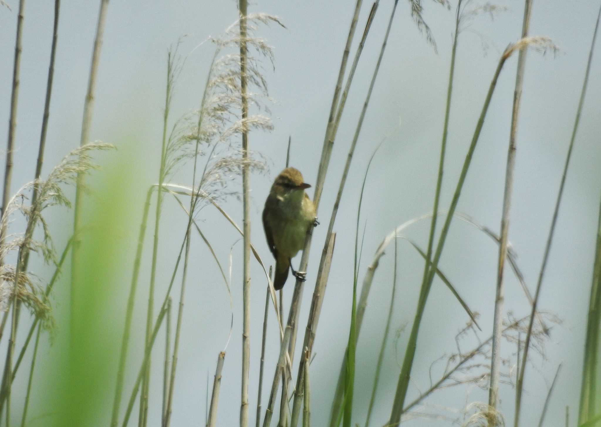 Photo of Oriental Reed Warbler at 愛知県愛西市立田町 by どらお