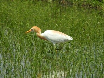 アマサギ 愛知県愛西市立田町 2024年5月11日(土)