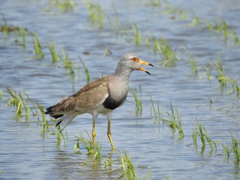 Grey-headed Lapwing Kisomisaki Reclaimed land Sat, 5/11/2024