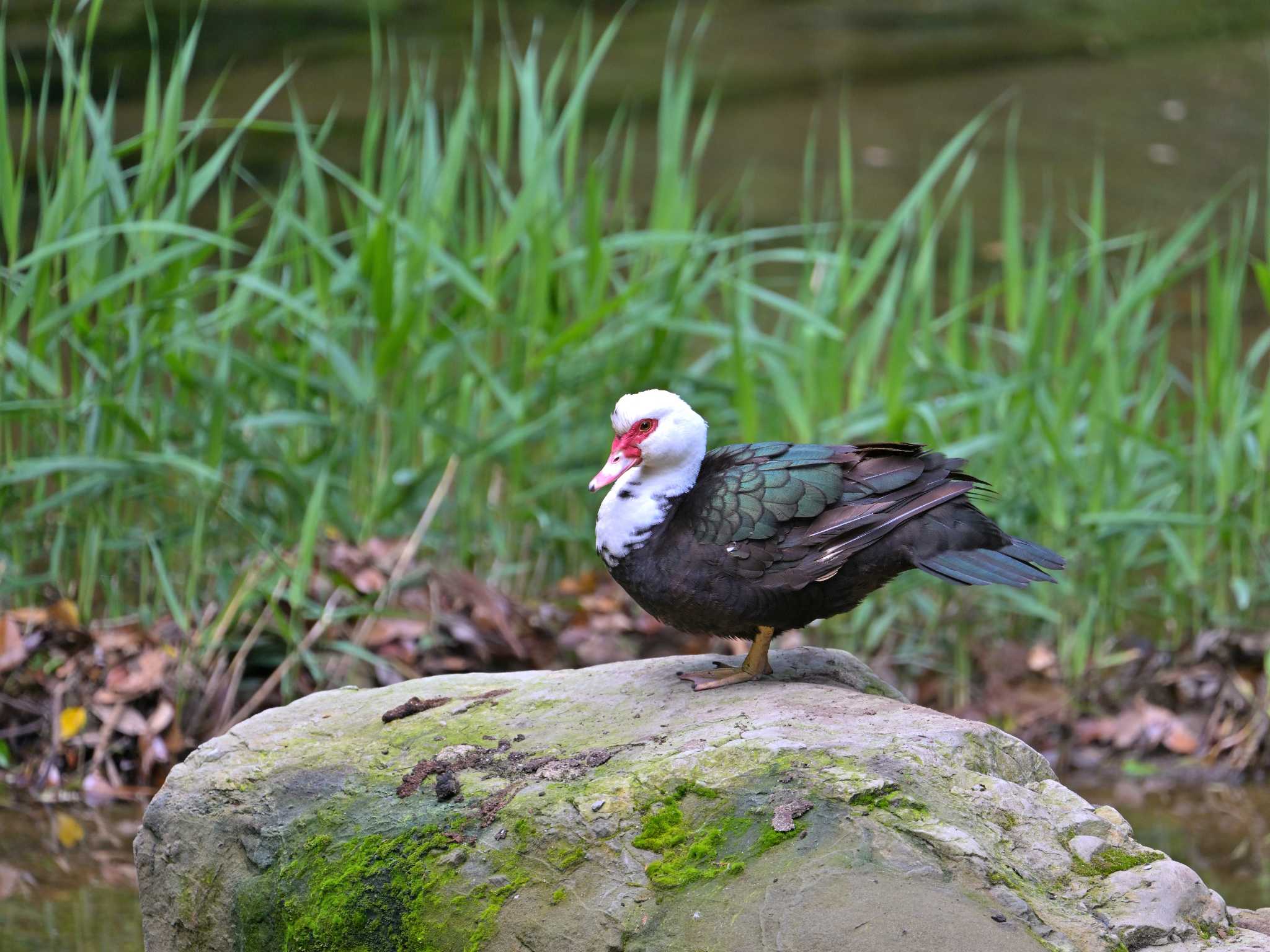 Photo of バリケン at 清水渓谷 by birds@hide3