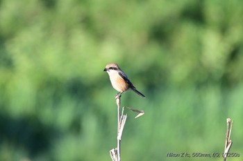 Bull-headed Shrike 狩野川河川敷 Sat, 5/11/2024