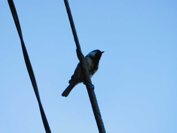 Japanese Tit 平和の森公園、妙正寺川 Sat, 5/11/2024