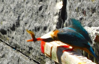 Common Kingfisher 平和の森公園、妙正寺川 Sat, 5/11/2024