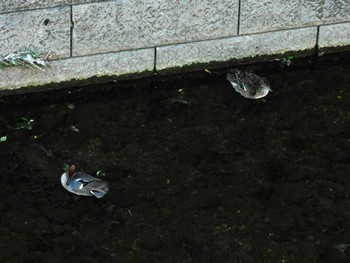 コガモ 平和の森公園、妙正寺川 2024年5月11日(土)