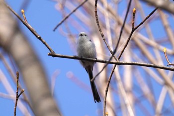 Long-tailed tit(japonicus) Asahiyama Memorial Park Sun, 4/14/2024