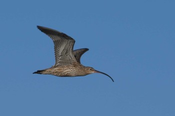 Far Eastern Curlew Sambanze Tideland Fri, 3/29/2024