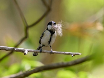 Japanese Tit Nishioka Park Thu, 5/9/2024