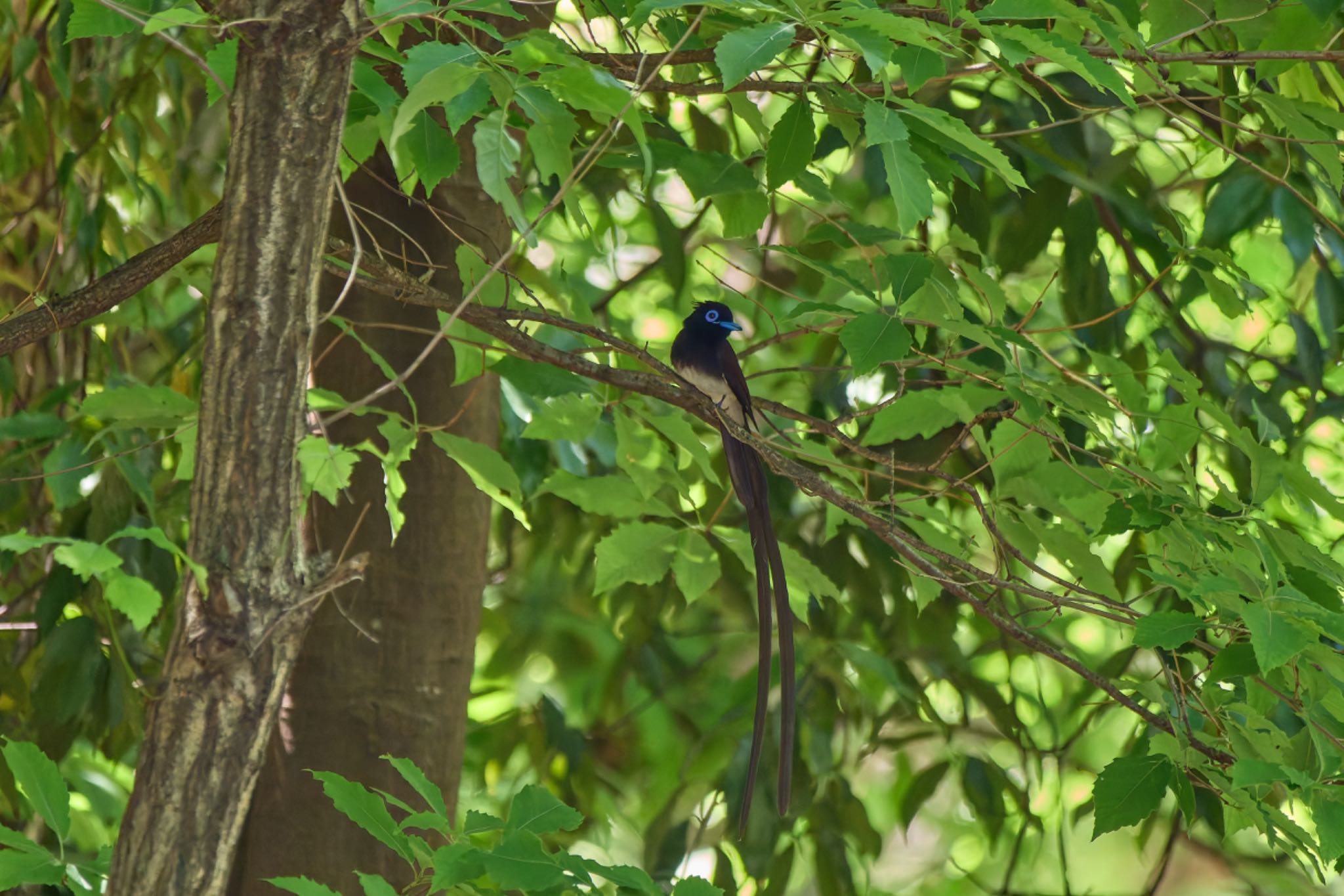 Black Paradise Flycatcher