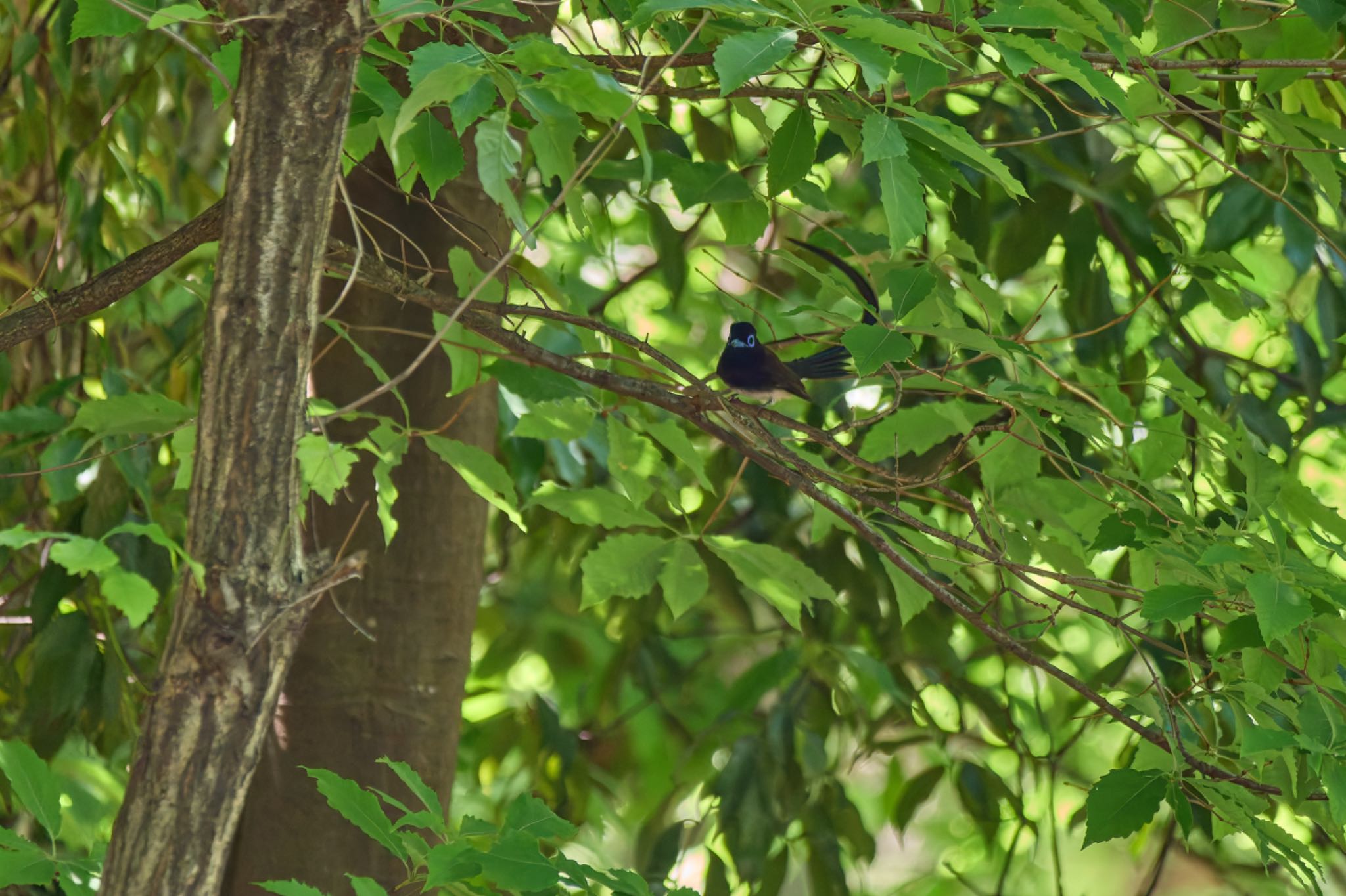 Black Paradise Flycatcher