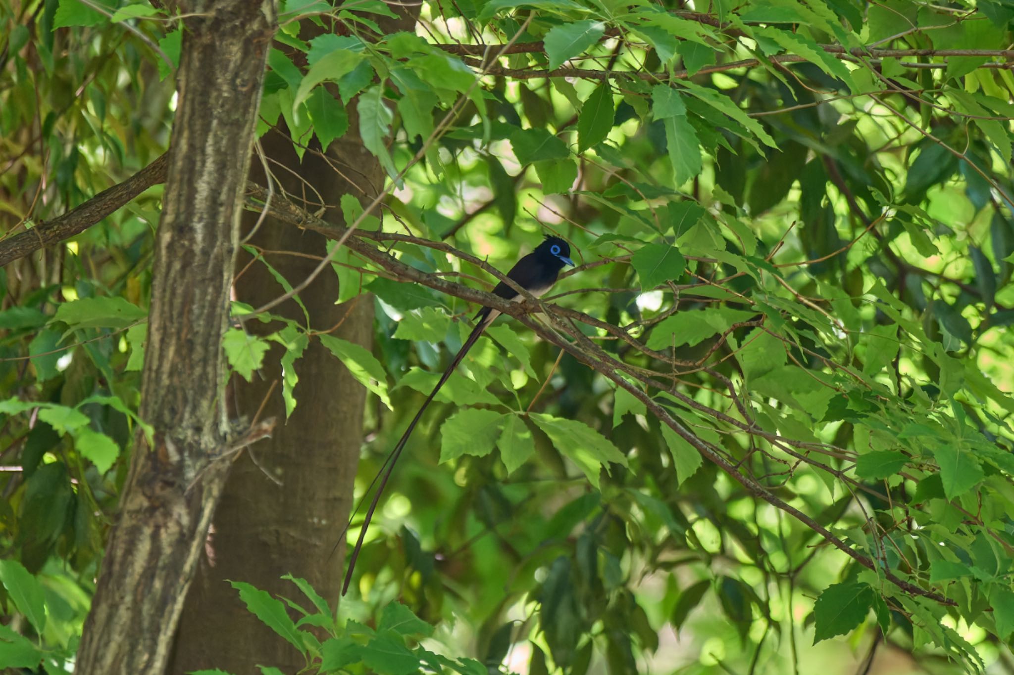 Black Paradise Flycatcher