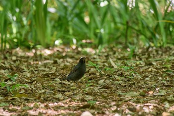 2024年5月11日(土) 大阪府の野鳥観察記録