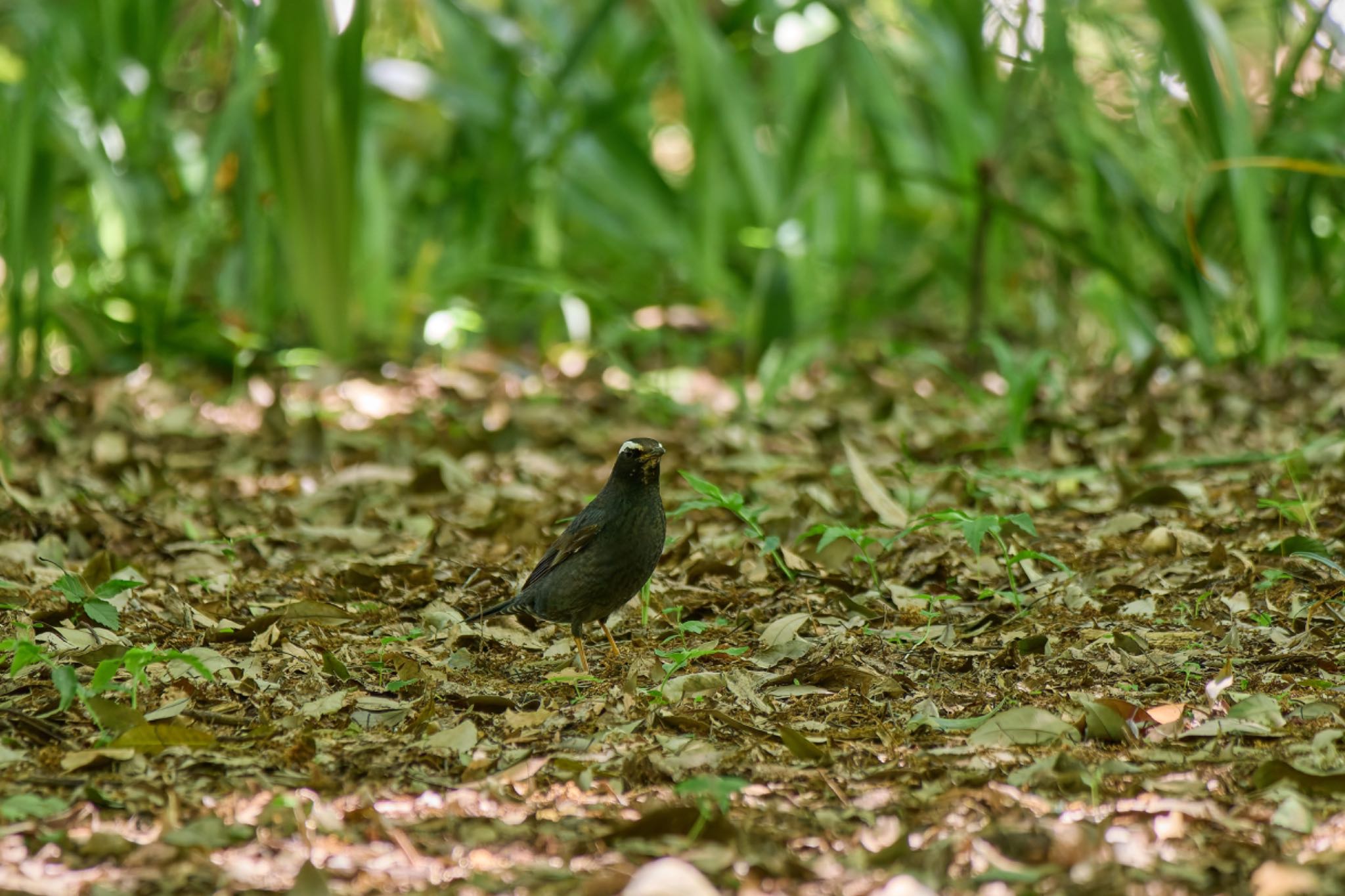 Siberian Thrush