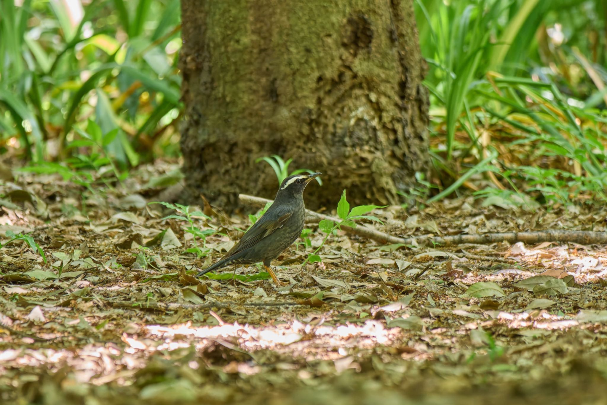 Siberian Thrush