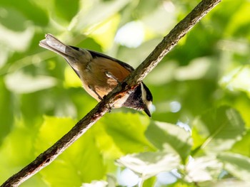 Varied Tit 洞峰公園 Sat, 5/11/2024