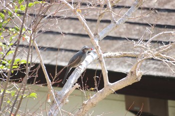 Brown-eared Bulbul 伊東市富戸 Thu, 1/3/2019