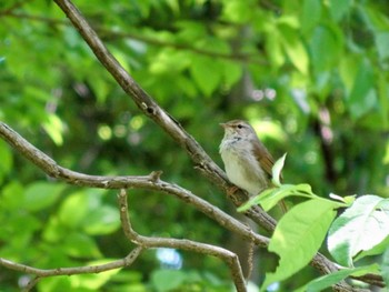 Japanese Bush Warbler Yatoyama Park Sat, 5/11/2024