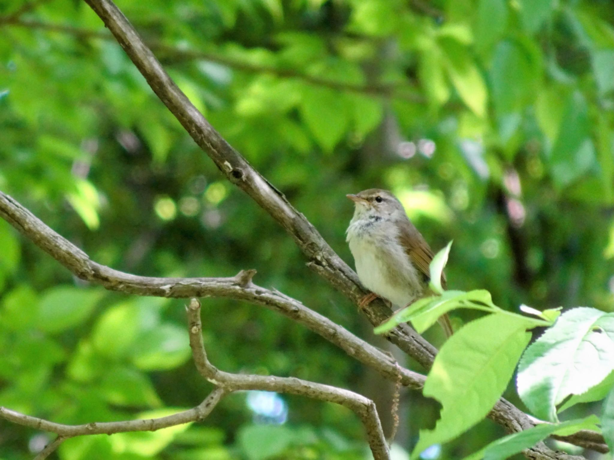 Photo of Japanese Bush Warbler at Yatoyama Park by ts04