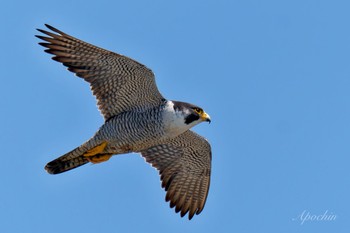 2024年5月11日(土) 神奈川県の野鳥観察記録