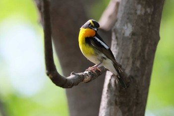 Narcissus Flycatcher 前田森林公園(札幌市) Sat, 5/11/2024