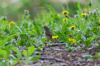 ルリビタキ 前田森林公園(札幌市) 2024年5月11日(土)