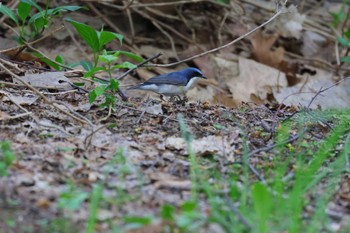 Siberian Blue Robin 前田森林公園(札幌市) Sat, 5/11/2024