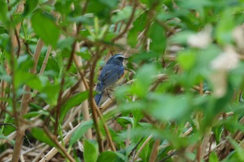 Red-flanked Bluetail 前田森林公園(札幌市) Sat, 5/11/2024