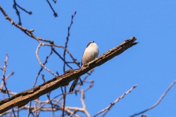 エナガ 三ツ池公園(横浜市鶴見区) 2018年12月29日(土)