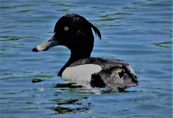 Tufted Duck 奈良県天理市 Sat, 5/4/2024