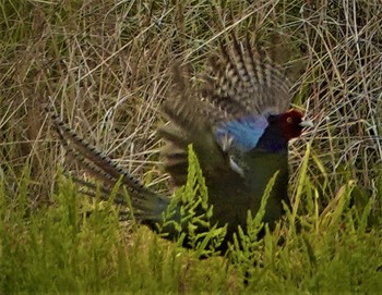 Green Pheasant 奈良県天理市 Sat, 4/27/2024