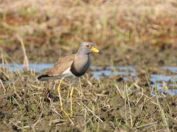 Sat, 5/11/2024 Birding report at 埼玉県