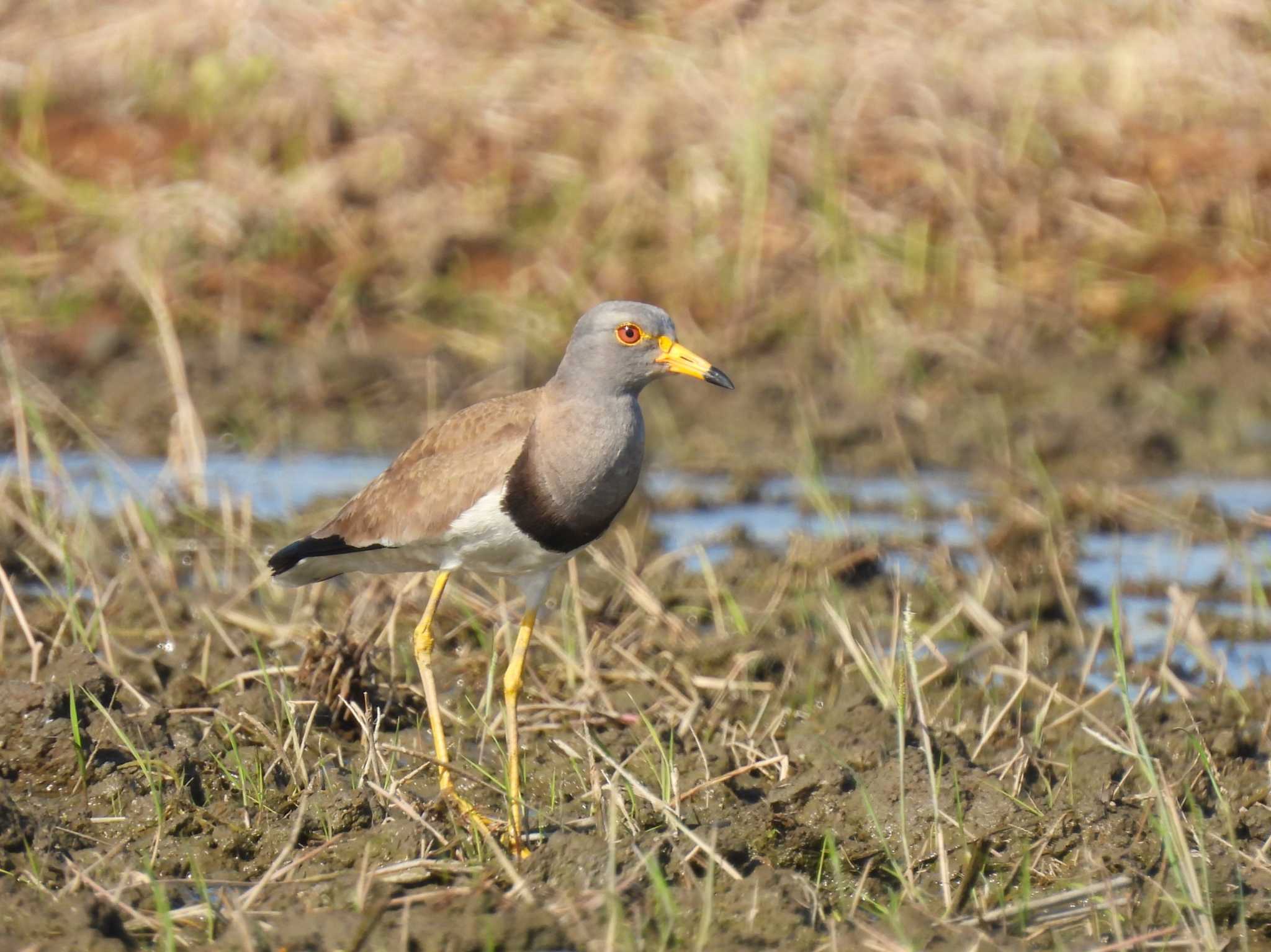 Grey-headed Lapwing