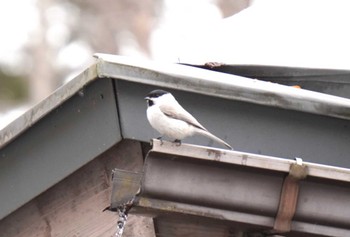 Marsh Tit 大沼公園(北海道七飯町) Sun, 3/24/2024