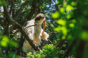 オオタカ 井の頭公園 2024年5月11日(土)