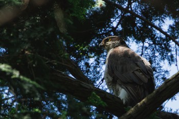 Eurasian Goshawk Inokashira Park Sat, 5/11/2024