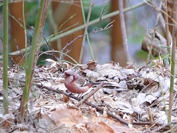 Siberian Long-tailed Rosefinch Miharashi Park(Hakodate) Sat, 4/6/2024