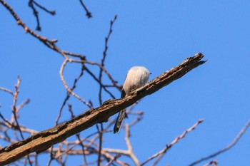 エナガ 三ツ池公園(横浜市鶴見区) 2018年12月29日(土)