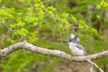 Crested Kingfisher(pallida) Unknown Spots Sat, 5/11/2024