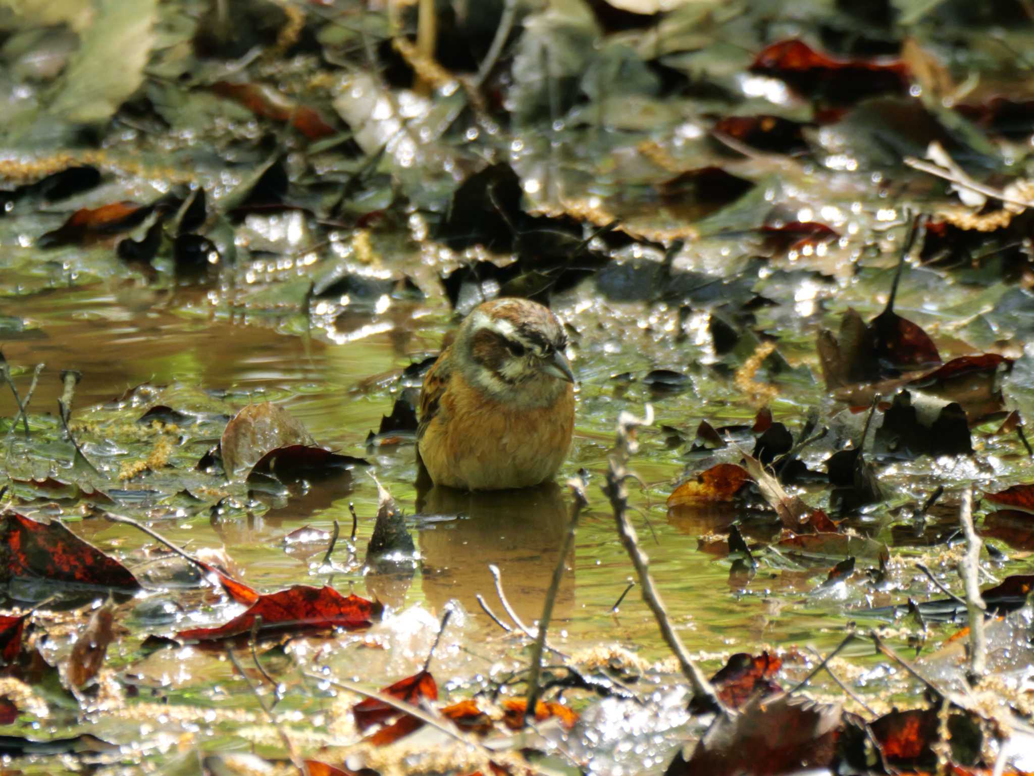 ホオジロ3態。　まだ、見られてる、上がろ・・　　（原画です） by little birds