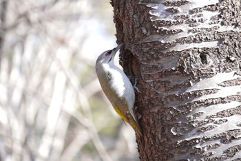 Grey-headed Woodpecker Miharashi Park(Hakodate) Sat, 4/6/2024