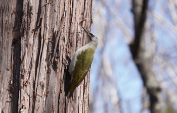Grey-headed Woodpecker Miharashi Park(Hakodate) Sat, 4/6/2024