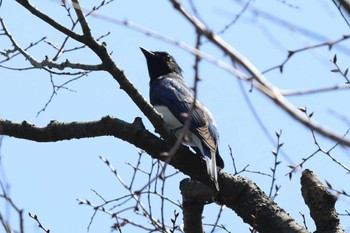 オオルリ 大阪城公園 2024年4月7日(日)