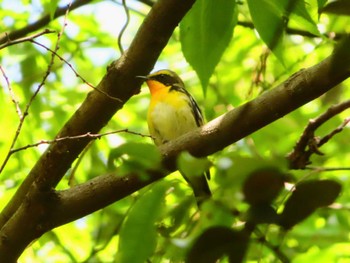 Sat, 5/11/2024 Birding report at Hikarigaoka Park