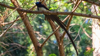 サンコウチョウ 栗東市 2024年5月11日(土)