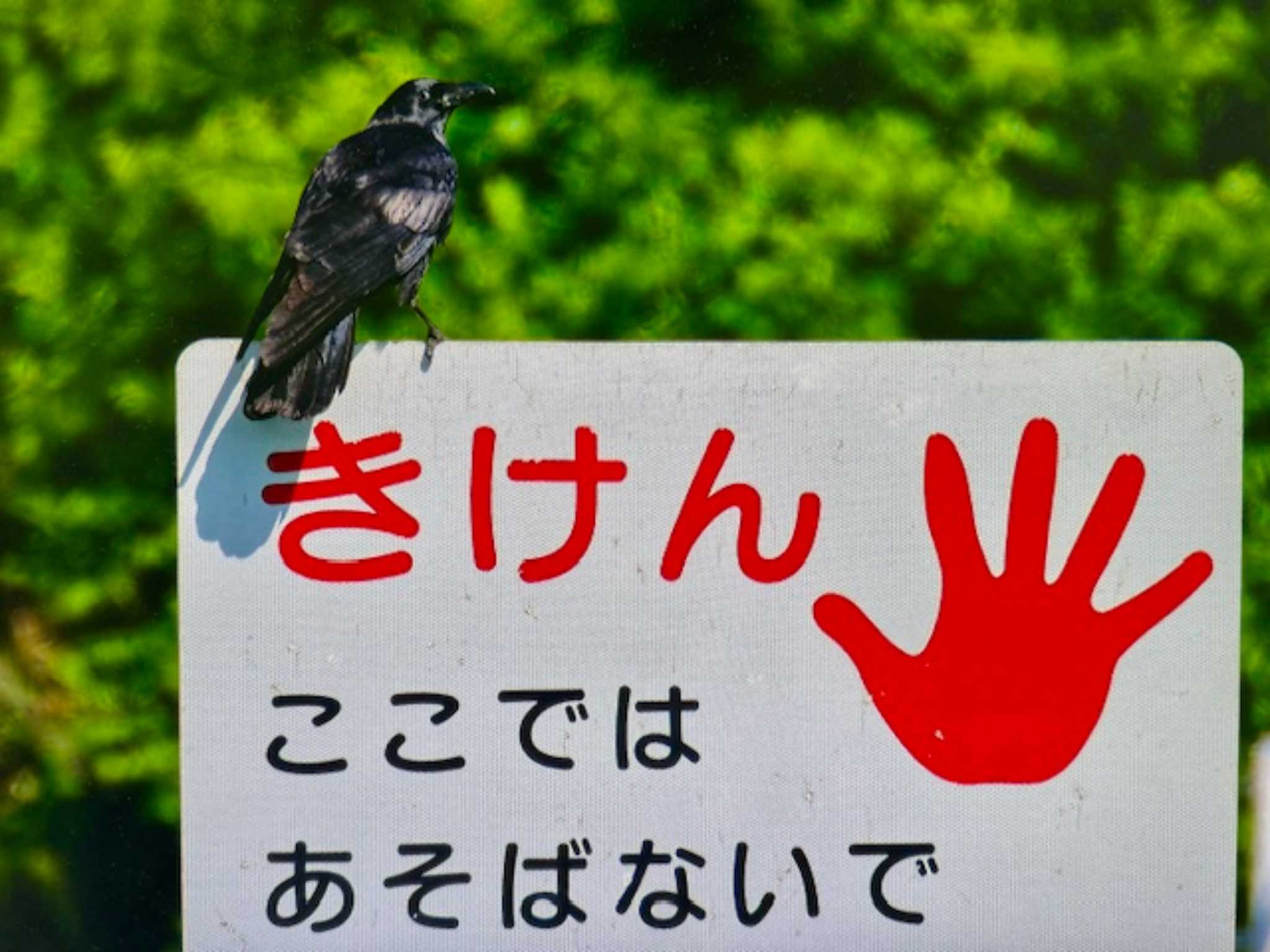 Photo of Carrion Crow at 上谷沼調整池 by ゆるゆるとりみんgoo