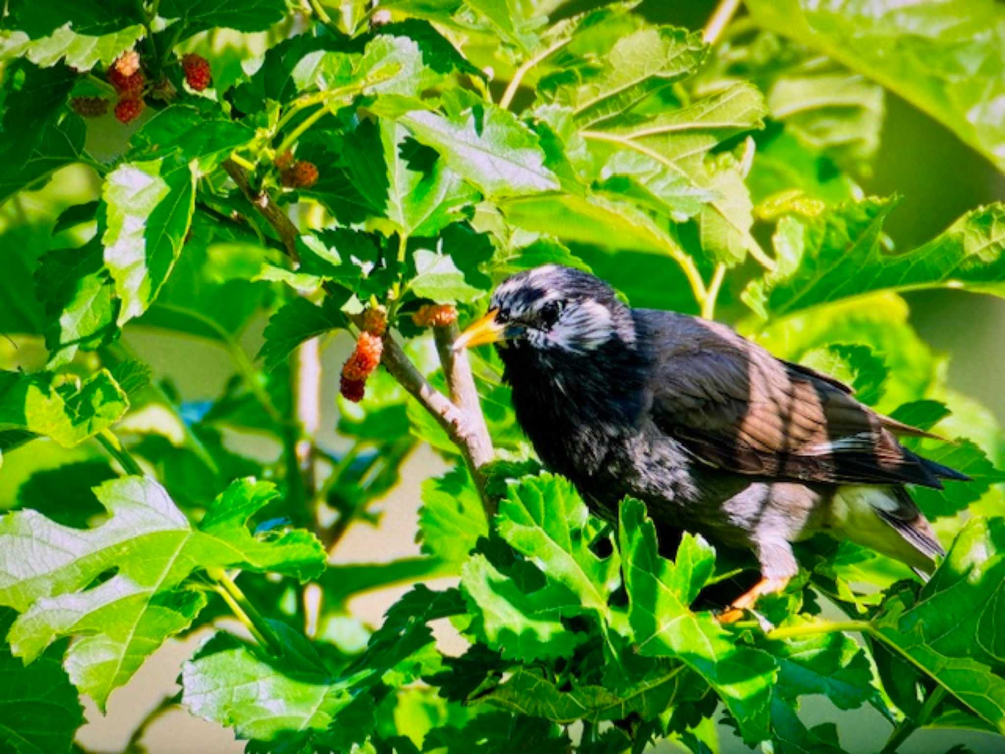 Photo of White-cheeked Starling at 上谷沼調整池 by ゆるゆるとりみんgoo