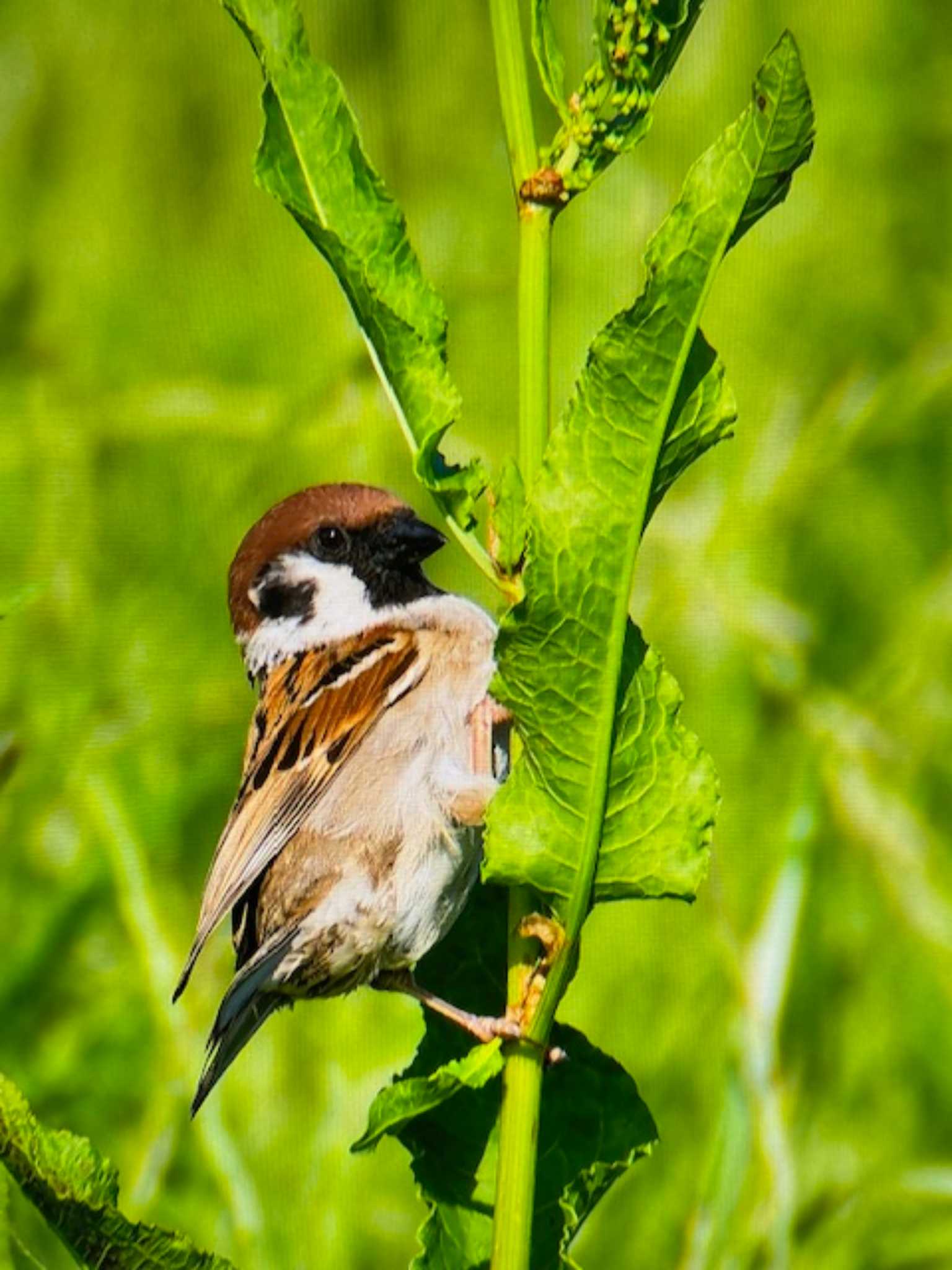 Photo of Eurasian Tree Sparrow at 上谷沼調整池 by ゆるゆるとりみんgoo