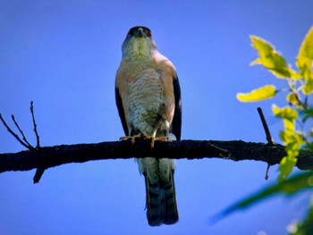 2024年5月11日(土) 上谷沼調整池の野鳥観察記録