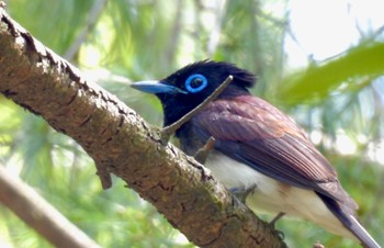 サンコウチョウ 鶴舞公園(名古屋) 2024年5月10日(金)